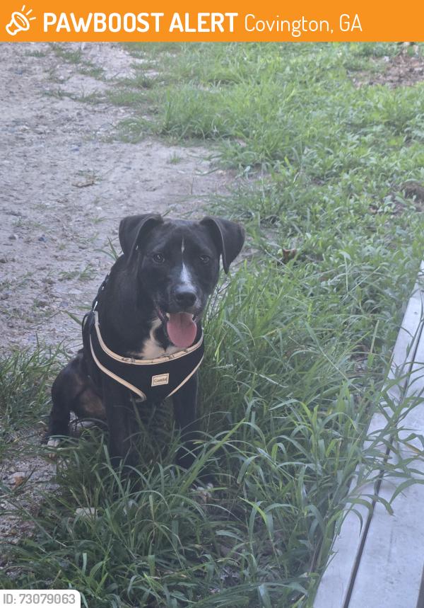 Found/Stray Male Dog last seen Hwy 36 and hwy 212, Covington, GA 30016