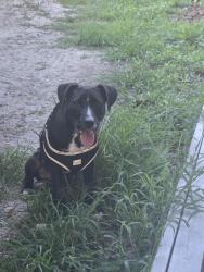 Found/Stray Male Dog last seen Hwy 36 and hwy 212, Covington, GA 30016