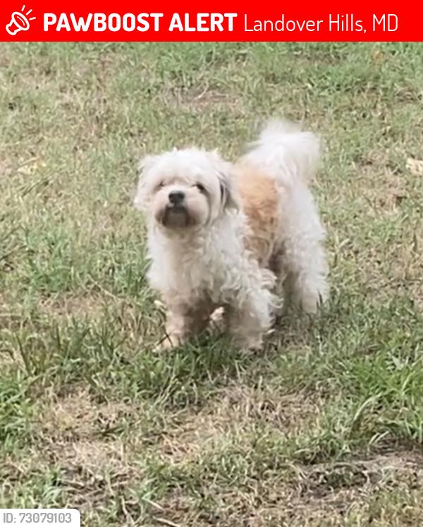 Lost Male Dog last seen hyattsville MD 20784 LANDOVER HILLS , Landover Hills, MD 20784