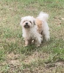 Lost Male Dog last seen hyattsville MD 20784 LANDOVER HILLS , Landover Hills, MD 20784