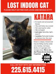 Reunited Female Cat last seen Near Park Ave, San Jose, CA 95110, USA, San Jose, CA 95110