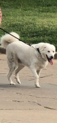 Lost Male Dog last seen E 1024 Rd & S 3300 Rd, Harrah, OK 73045
