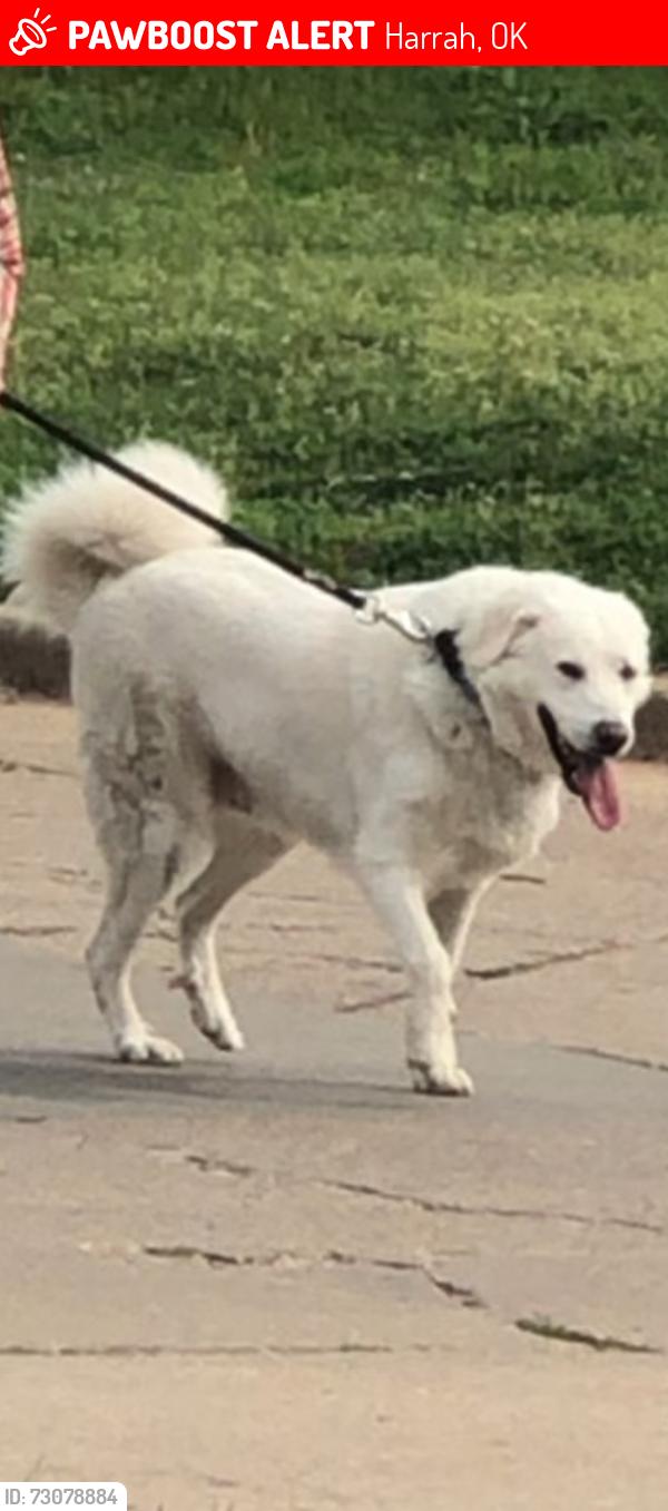 Lost Male Dog last seen E 1024 Rd & S 3300 Rd, Harrah, OK 73045