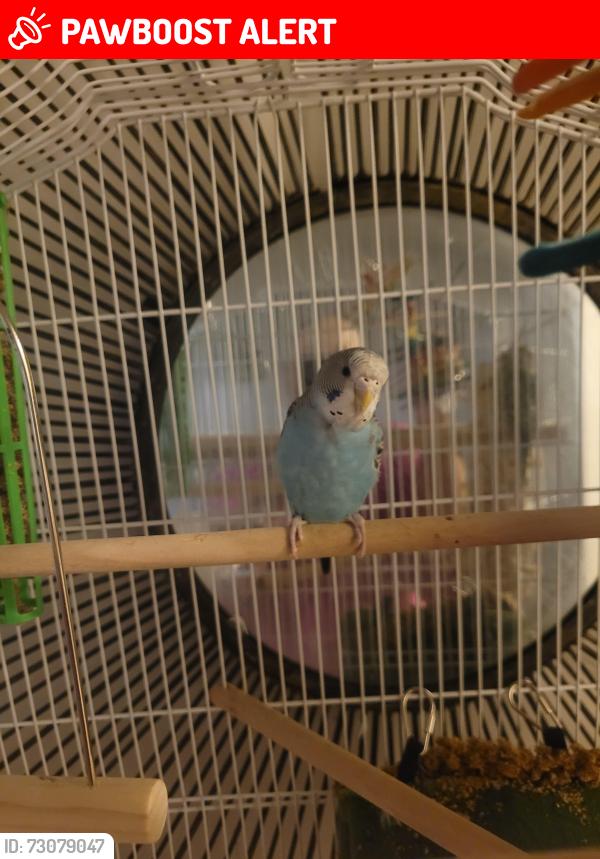 Lost Female Bird last seen Independence Ave & Haggerty Rd., Van Buren Township, MI 48111