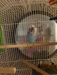 Lost Female Bird last seen Independence Ave & Haggerty Rd., Van Buren Township, MI 48111