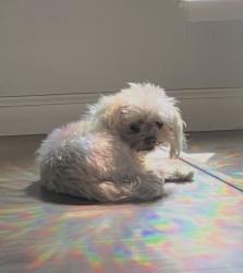 Reunited Female Dog last seen 11th & Taylor st, San Jose, CA 95112