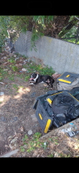 Reunited Male Dog last seen JFK and Morton pl Newark construction site, Jersey City, NJ 07302