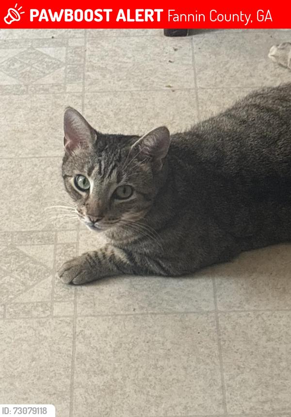 Lost Male Cat last seen Old Ridge Road McCaysville, Fannin County, GA 30555