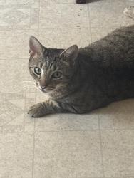 Lost Male Cat last seen Old Ridge Road McCaysville, Fannin County, GA 30555