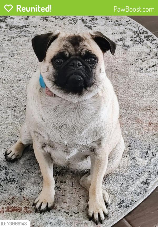 Reunited Female Dog last seen N Grady , Tampa, FL 33618