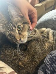 Lost Female Cat last seen Fairway cir, Baldwinsville, NY 13027