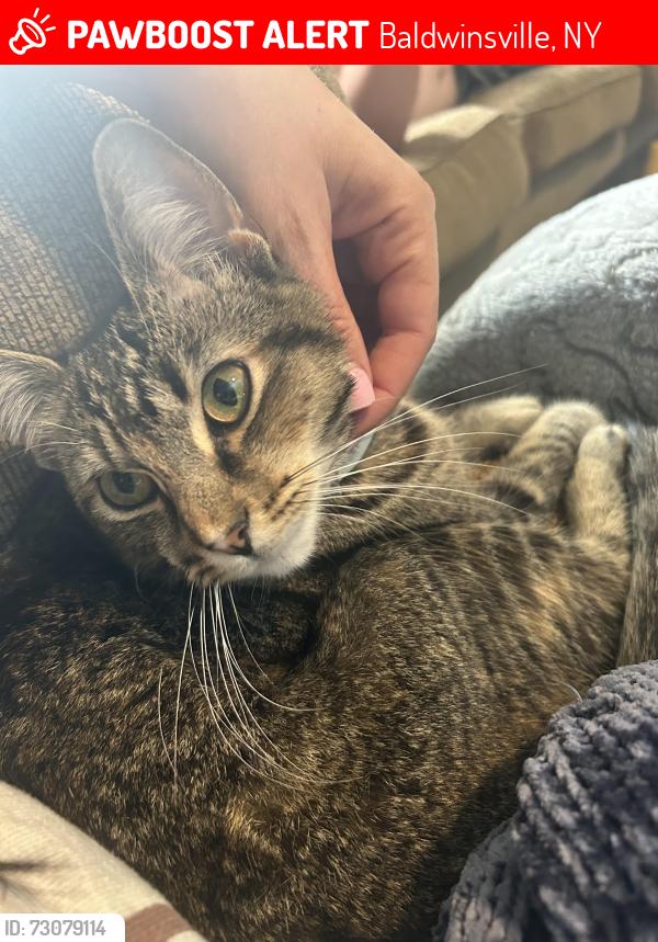 Lost Female Cat last seen Fairway cir, Baldwinsville, NY 13027