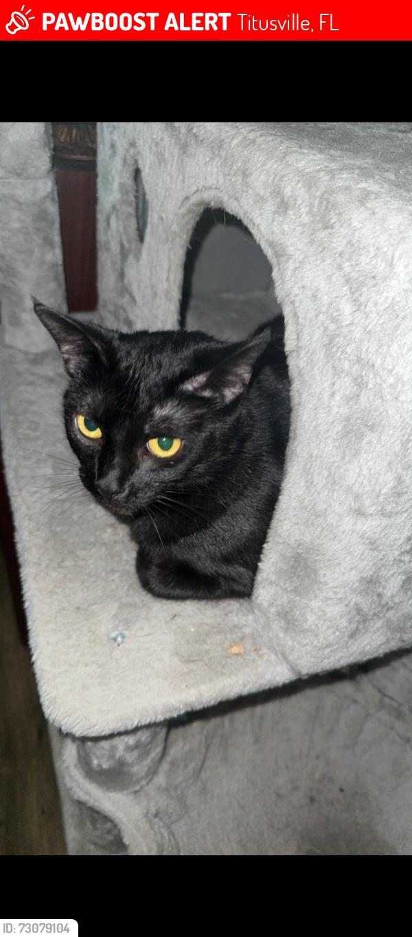 Lost Female Cat last seen Garden st by the air port, Titusville, FL 32796