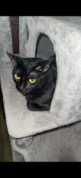 Lost Female Cat last seen Garden st by the air port, Titusville, FL 32796
