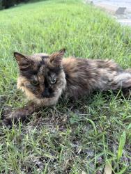 Found/Stray Unknown Cat last seen Right next to what used to be a dollar tree right next to quiktrip, Wichita, KS 67211