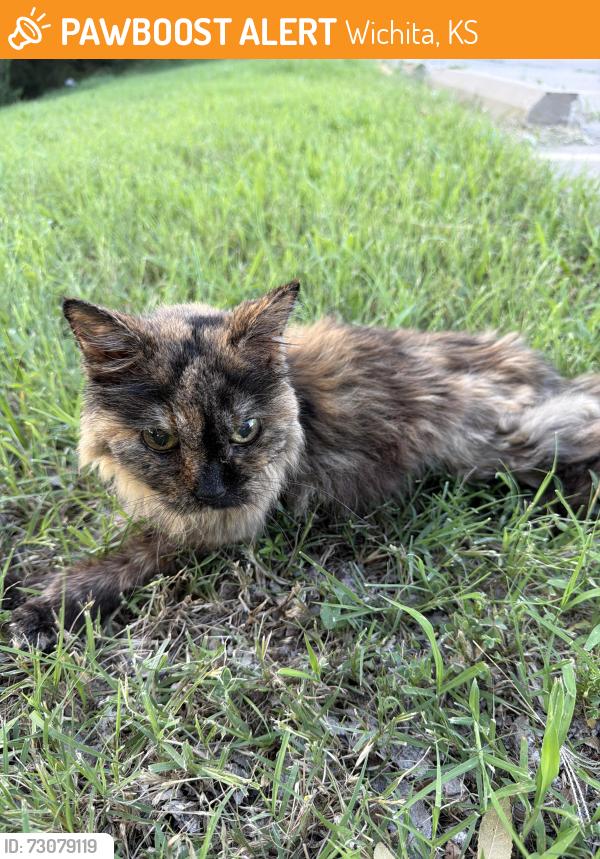 Found/Stray Unknown Cat last seen Right next to what used to be a dollar tree right next to quiktrip, Wichita, KS 67211