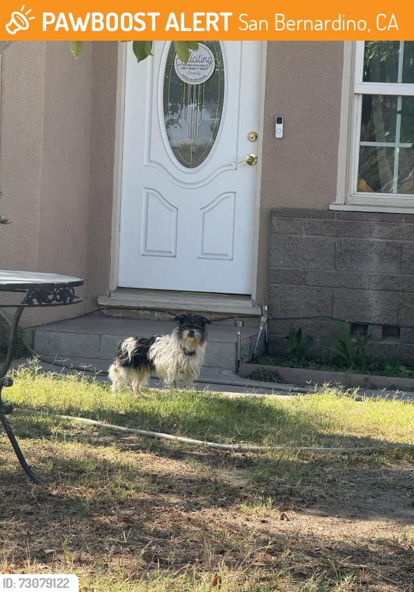 Found/Stray Unknown Dog last seen Yates and 19th, San Bernardino, CA 92415