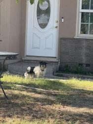 Found/Stray Unknown Dog last seen Yates and 19th, San Bernardino, CA 92415