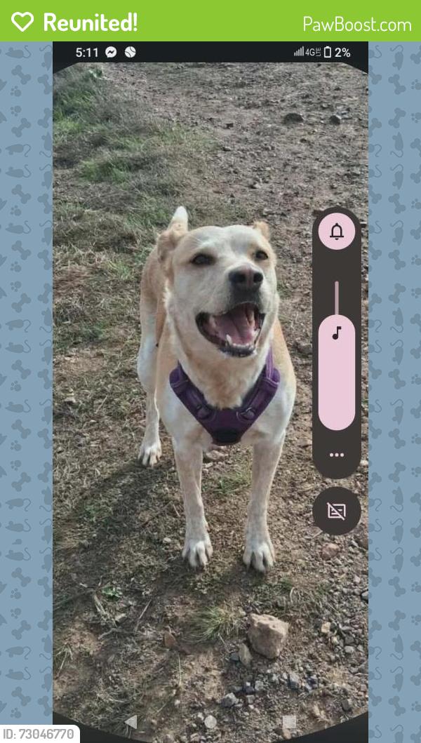 Reunited Female Dog last seen Dixon landing rd , Milpitas, CA 95035