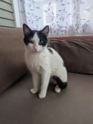 Reunited Female Cat last seen Pascal St N, Carroll Ave, Saint Paul, MN 55104