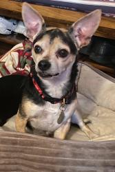 Reunited Male Dog last seen Myers Corners Rd by Red Barn Nursery also could be by poughkeepsie downtown, Wappingers Falls, NY 12590