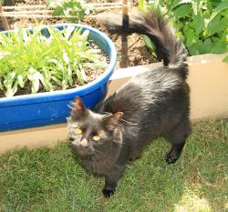 Reunited Male Cat last seen Stigall Road and HYW 150 (Main Street/Oak Ridge Road), Kernersville, NC 27284