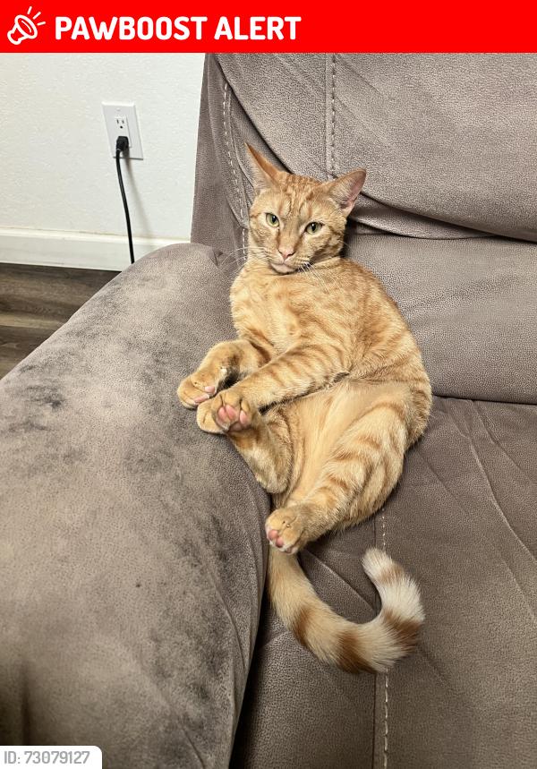 Lost Male Cat last seen Valhalla High School , Rancho San Diego, CA 92019