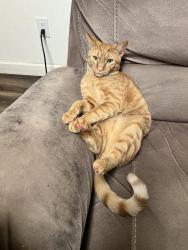 Lost Male Cat last seen Valhalla High School , Rancho San Diego, CA 92019