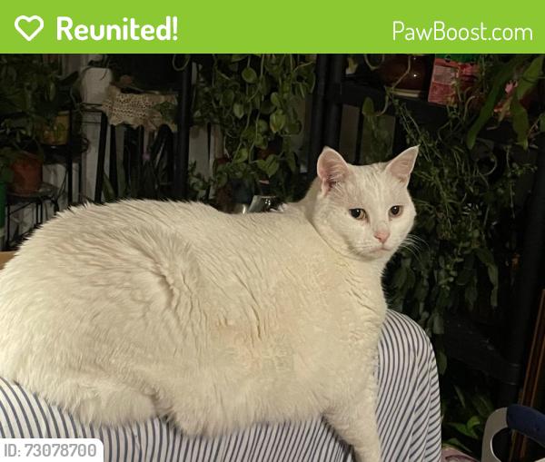 Reunited Female Cat last seen Penderbrook community, Fairfax, VA 22033