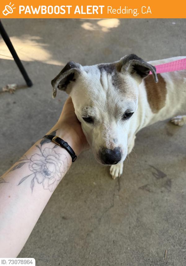 Found/Stray Male Dog last seen Bonnyview n & Bonnyview e, Redding, CA 96001