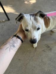 Found/Stray Male Dog last seen Bonnyview n & Bonnyview e, Redding, CA 96001