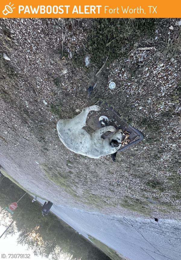 Found/Stray Unknown Dog last seen dog found near 32nd and mccandles st in northside ftw, Fort Worth, TX 76106