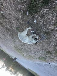 Found/Stray Unknown Dog last seen dog found near 32nd and mccandles st in northside ftw, Fort Worth, TX 76106