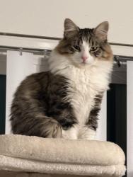 Lost Female Cat last seen Slater st, Fountain Valley, CA 92708