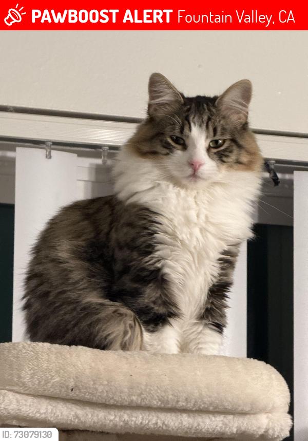 Lost Female Cat last seen Slater st, Fountain Valley, CA 92708