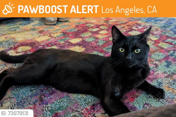 Found/Stray Male Cat last seen Woodley Ave & Montgomery Ave, Los Angeles, CA 91406