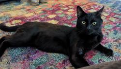 Found/Stray Male Cat last seen Woodley Ave & Montgomery Ave, Los Angeles, CA 91406