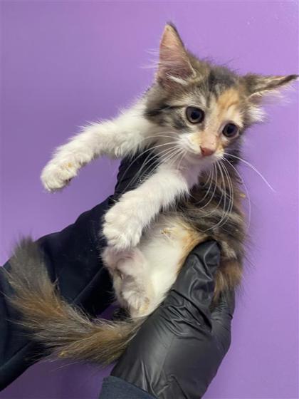 Shelter Stray Female Cat last seen Near Fresquez Dr, CITY of El Paso, TX, 5001 Fred Wilson Ave, El Paso, TX 79906, USA