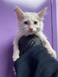 Shelter Stray Male Cat last seen Near Fresquez Dr, CITY of El Paso, TX, 5001 Fred Wilson Ave, El Paso, TX 79906, USA