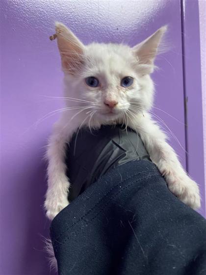 Shelter Stray Male Cat last seen Near Fresquez Dr, CITY of El Paso, TX, 5001 Fred Wilson Ave, El Paso, TX 79906, USA