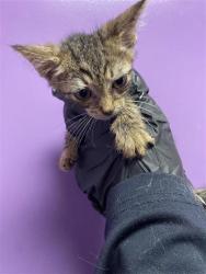 Shelter Stray Male Cat last seen Near Fresquez Dr, CITY of El Paso, TX, 5001 Fred Wilson Ave, El Paso, TX 79906, USA