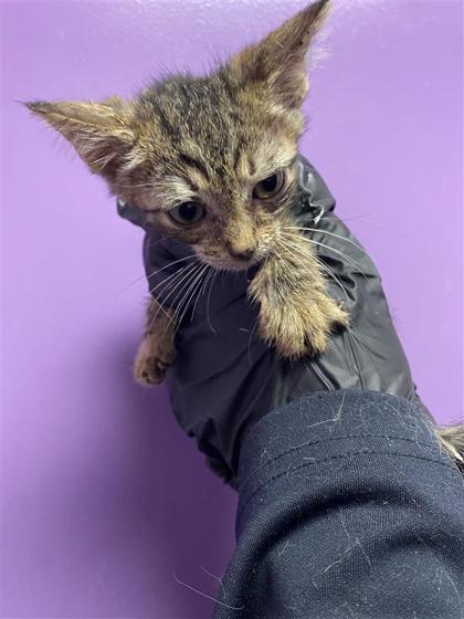 Shelter Stray Male Cat last seen Near Fresquez Dr, CITY of El Paso, TX, 5001 Fred Wilson Ave, El Paso, TX 79906, USA