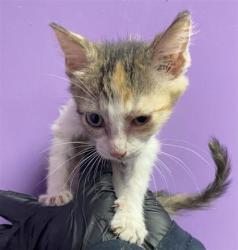 Shelter Stray Female Cat last seen Near Fresquez Dr, CITY of El Paso, TX, 5001 Fred Wilson Ave, El Paso, TX 79906, USA