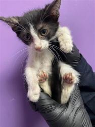 Shelter Stray Male Cat last seen Near Fresquez Dr, CITY of El Paso, TX, 5001 Fred Wilson Ave, El Paso, TX 79906, USA