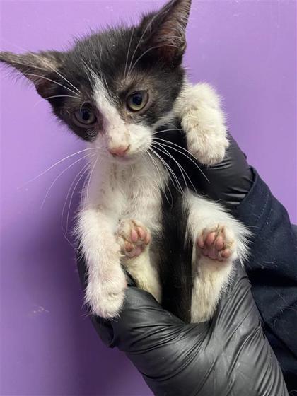 Shelter Stray Male Cat last seen Near Fresquez Dr, CITY of El Paso, TX, 5001 Fred Wilson Ave, El Paso, TX 79906, USA