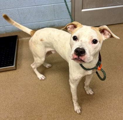 Shelter Stray Male Dog last seen Near Flatshoals Parkway Bldg 16, 30034, GA, 3280 Chamblee Dunwoody Rd, Chamblee, GA 30341, USA