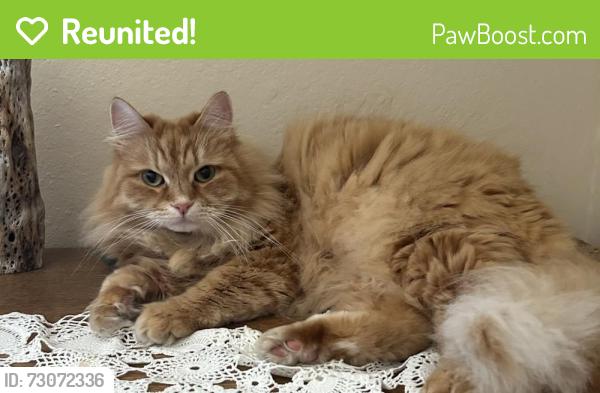 Reunited Male Cat last seen Trevethan Avenue, Santa Cruz, CA 95062