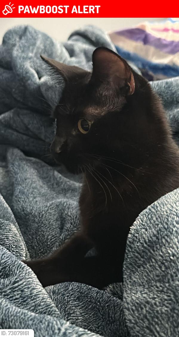 Lost Female Cat last seen Av. del Imán y periférico, Ciudad de México, CDMX 04530
