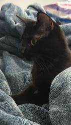Lost Female Cat last seen Av. del Imán y periférico, Ciudad de México, CDMX 04530