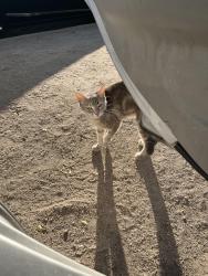 Found/Stray Female Cat last seen Elmwood rd & E baseline st, San Bernardino, CA 92404
